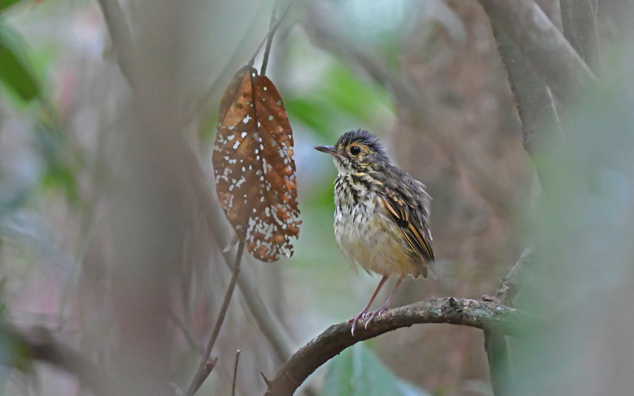 Spotted Antpitta (Hylopezus macularius), photo 4