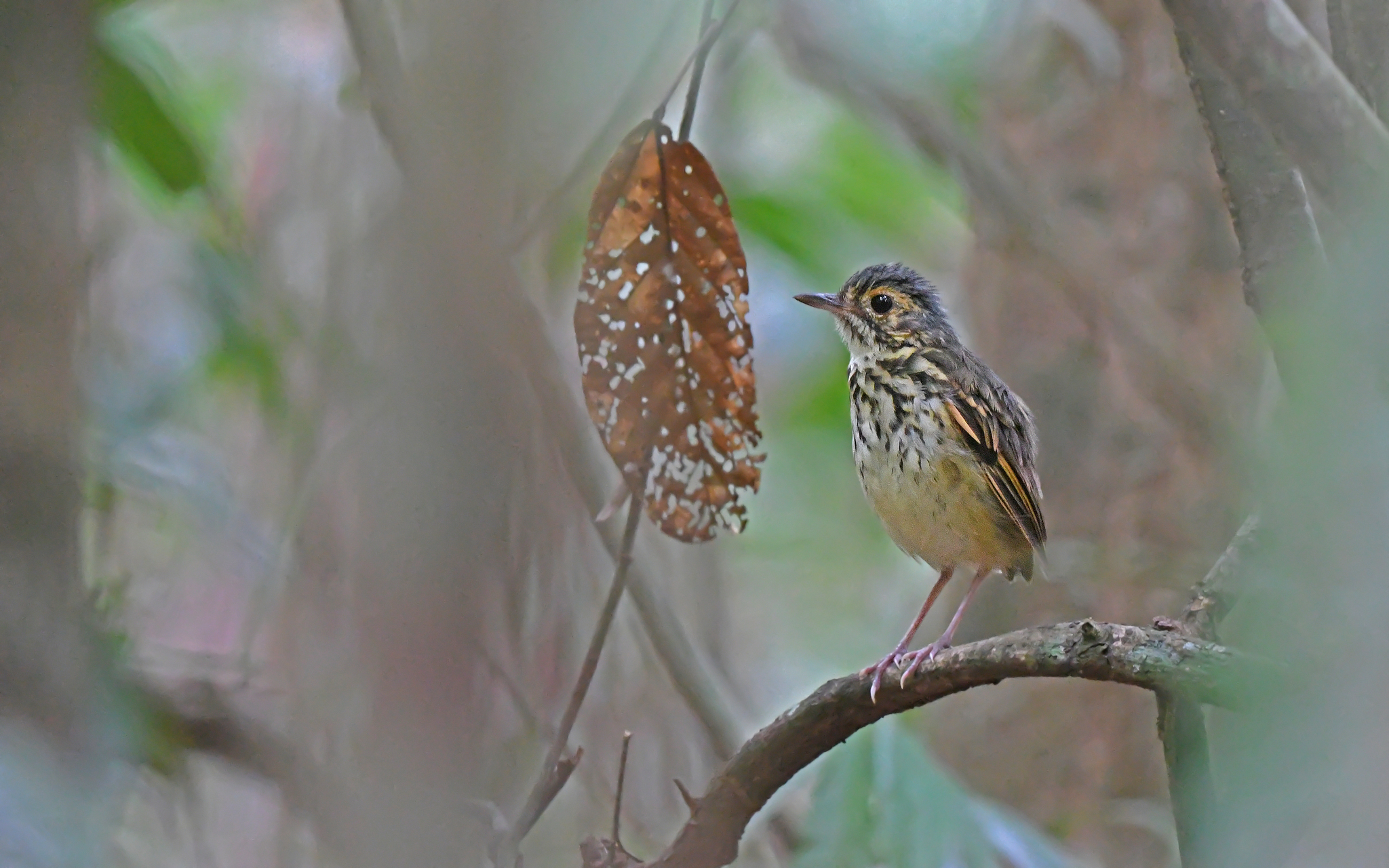 Spotted Antpitta (Hylopezus macularius), photo 9