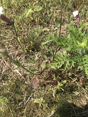 Silene latifolia