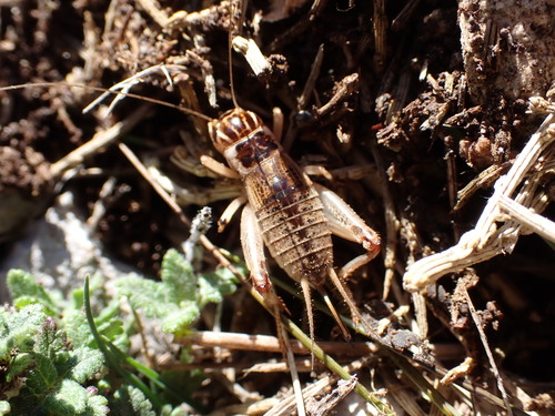 Common Mountain-cricket