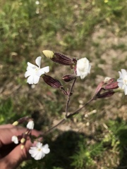 Silene latifolia
