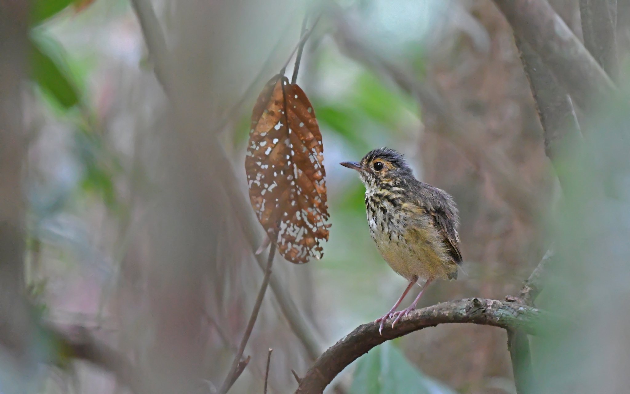 Spotted Antpitta (Hylopezus macularius), photo 10