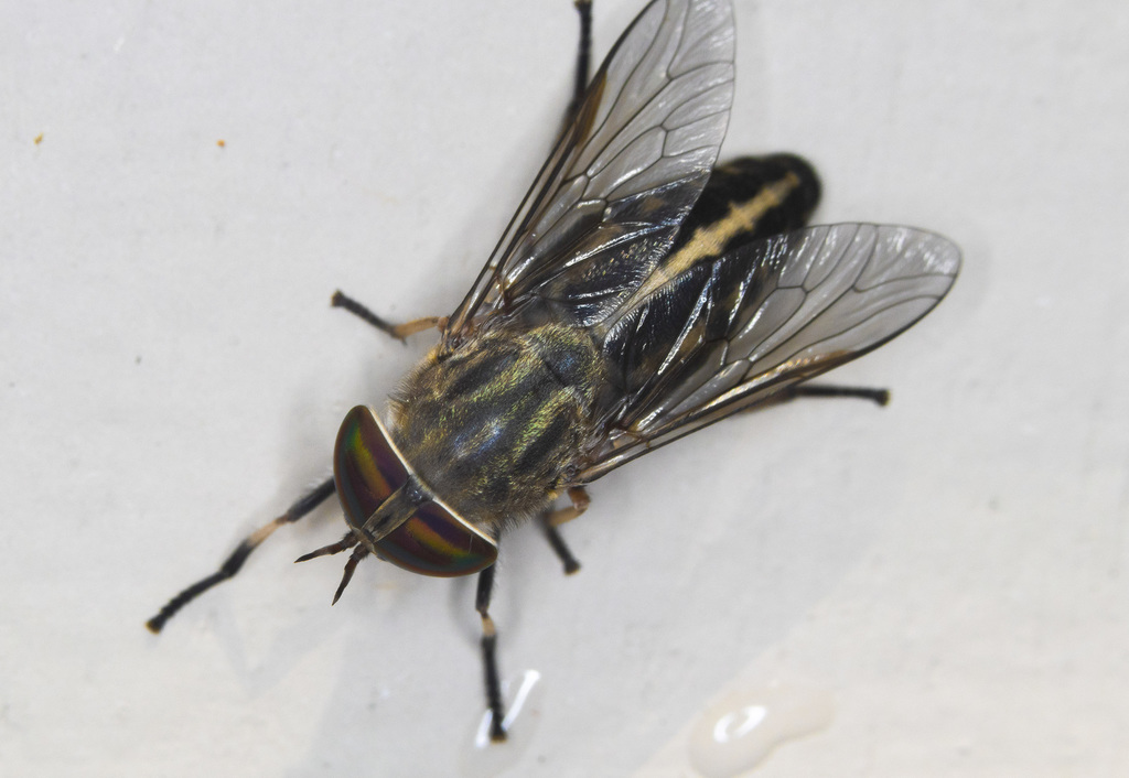 True Horse Flies