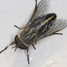 True Horse Flies - Photo (c) solomon hendrix, some rights reserved (CC BY-NC), uploaded by solomon hendrix