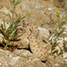 Spider-tailed Horned Viper - Photo (c) Parham Beyhaghi, some rights reserved (CC BY-NC), uploaded by Parham Beyhaghi