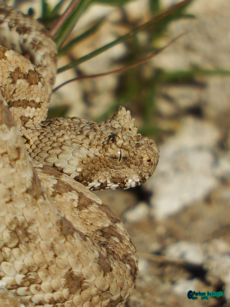 Spider-tailed Horned Viper (Pseudocerastes urarachnoides) - Snakes and ...