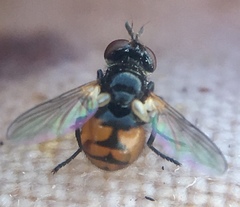 Gymnosoma nitens