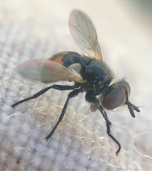 Gymnosoma nitens