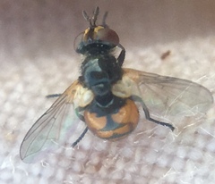 Gymnosoma nitens