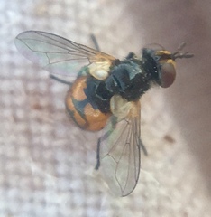 Gymnosoma nitens