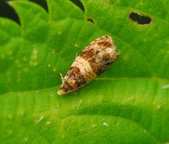 Celypha aurofasciana