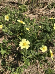 Potentilla recta