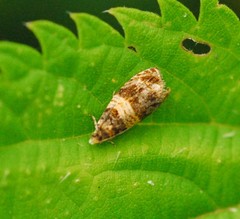 Celypha aurofasciana