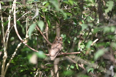 Otus rutilus