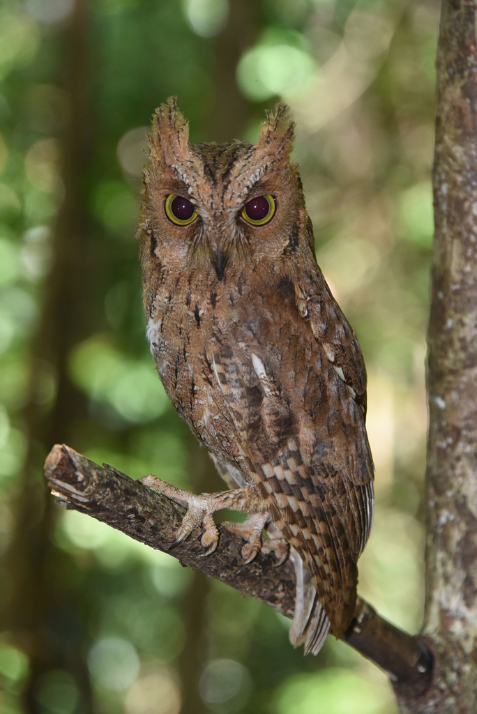 Madagascar Scops-Owl photo