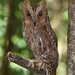 Otus rutilus - Photo (c) CORDENOS Thierry, μερικά δικαιώματα διατηρούνται (CC BY-NC), uploaded by CORDENOS Thierry