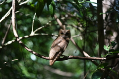 Otus rutilus