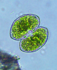 Cosmarium pseudoprotuberans