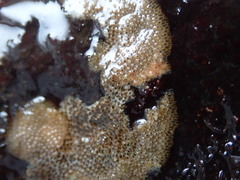 Cryptosula pallasiana