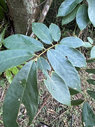 Derris elliptica observed 2024-10-19