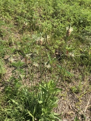 Plantago lanceolata