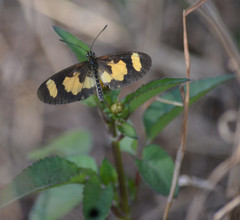 Acraea cabira