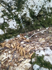 Epipactis microphylla