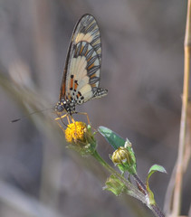 Acraea cabira