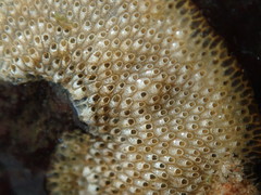 Cryptosula pallasiana