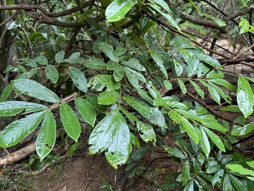 Derris elliptica observed 2024-10-19