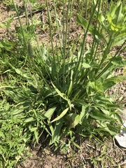 Plantago lanceolata