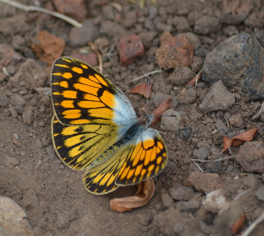 African Golden Arab