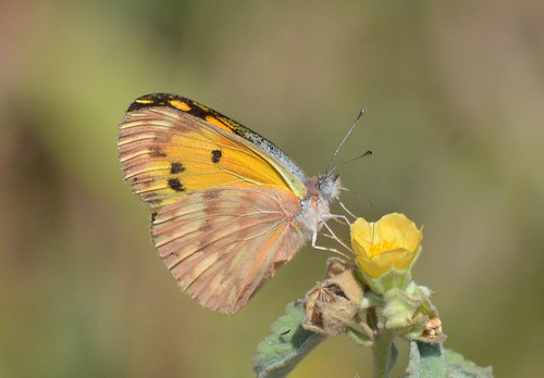 African Golden Arab