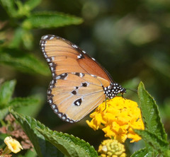 Danaus chrysippus dorippus