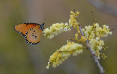 Danaus chrysippus dorippus