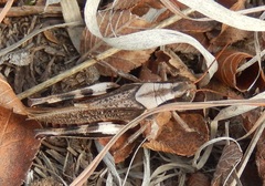 Melanoplus cinereus