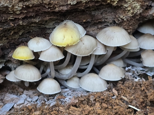Mycena pseudoinclinata