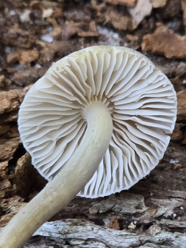 Mycena pseudoinclinata (Photo 2 of 7)