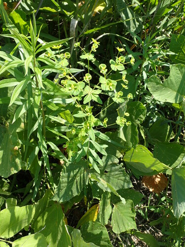 Euphorbia lasiocaula iNat (3)