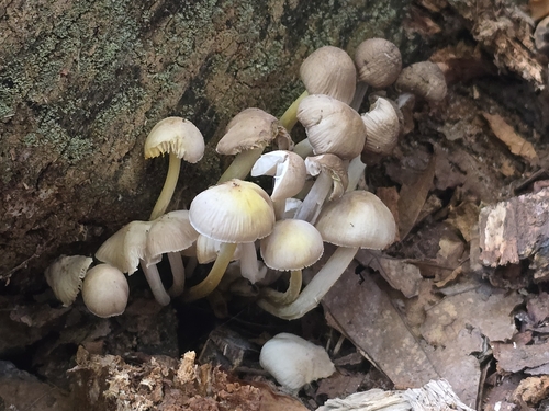 Mycena pseudoinclinata (Photo 3 of 7)
