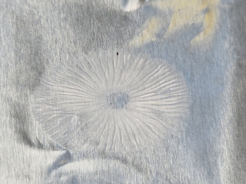 Mycena pseudoinclinata (Photo 4 of 7)