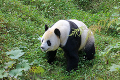 Giant Panda photo 2
