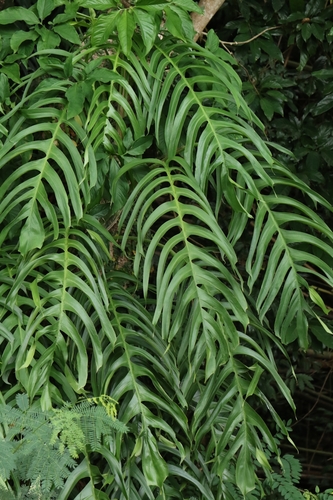 Epipremnum pinnatum