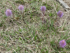 Veronica wyomingensis