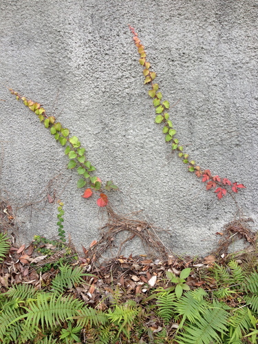 Diverse-leaved Creeper (Parthenocissus dalzielii)