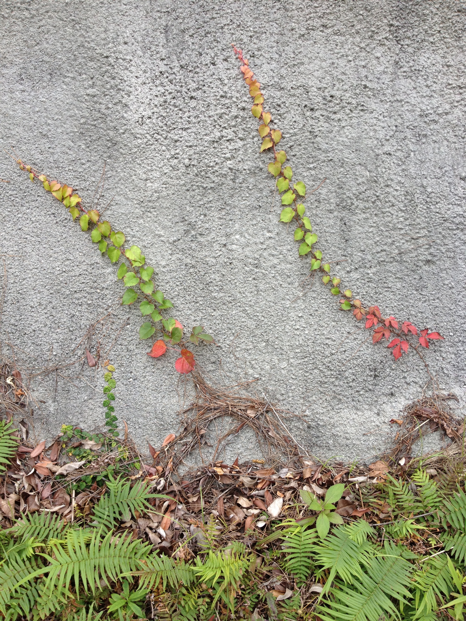 Diverse-Leaved Creeper (Parthenocissus dalzielii)