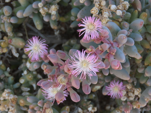 Mesembryanthemum tetragonum Thunb. 2