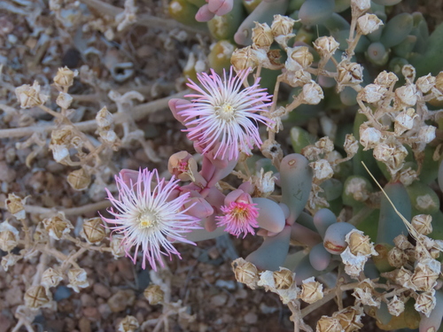 Image of Mesembryanthemum tetragonum by no rights reserved