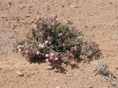 Nama Preenfig (Mesembryanthemum tetragonum)