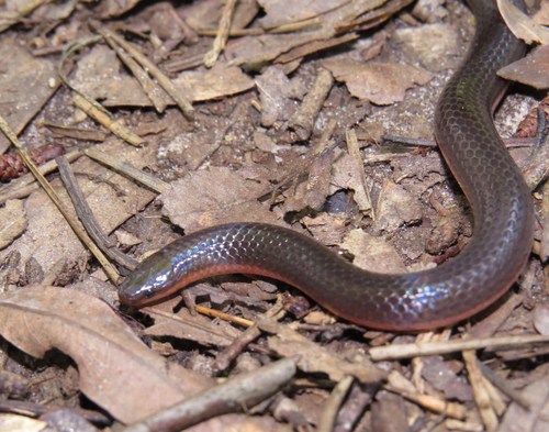 Photo of a Common Wormsnake (Carphophis amoenus)